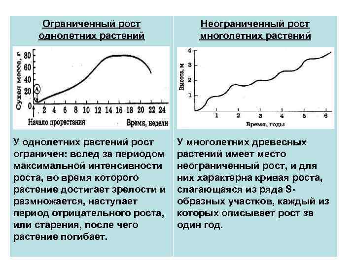 Ограниченный рост однолетних растений Неограниченный рост многолетних растений У однолетних растений рост ограничен: вслед