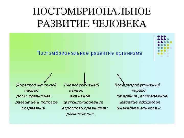 ПОСТЭМБРИОНАЛЬНОЕ РАЗВИТИЕ ЧЕЛОВЕКА 