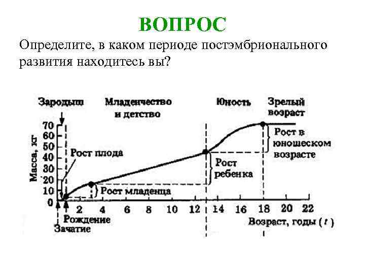 ВОПРОС Определите, в каком периоде постэмбрионального развития находитесь вы? 