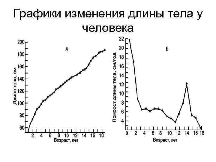 Графики изменения длины тела у человека 