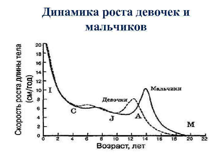 Динамика роста девочек и мальчиков 