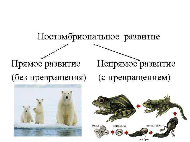 Постэмбриональное развитие Прямое развитие Непрямое развитие (без превращения) (с превращением) 