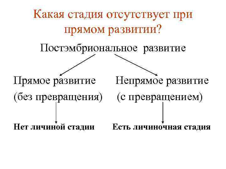 Какая стадия отсутствует при прямом развитии? Постэмбриональное развитие Прямое развитие Непрямое развитие (без превращения)