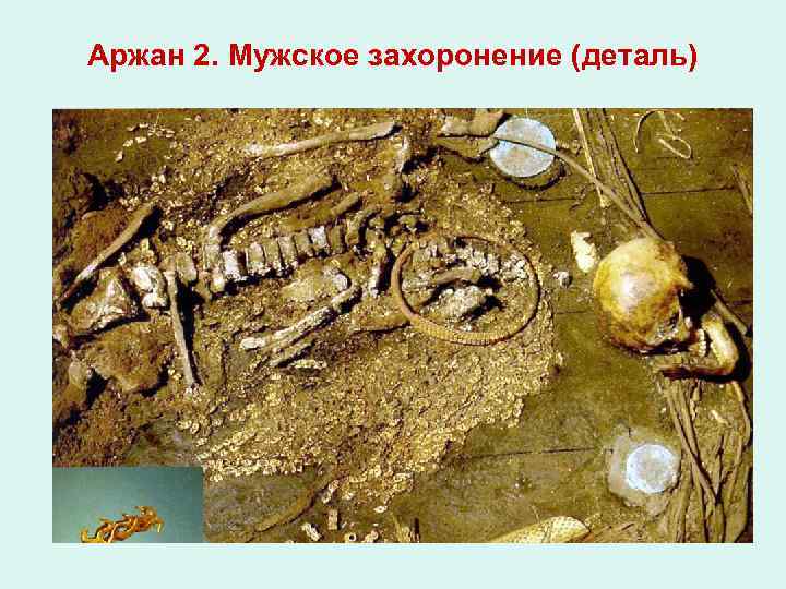 Аржан 2. Мужское захоронение (деталь) 