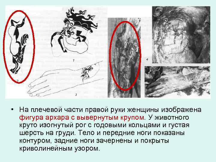  • На плечевой части правой руки женщины изображена фигура архара с вывернутым крупом.