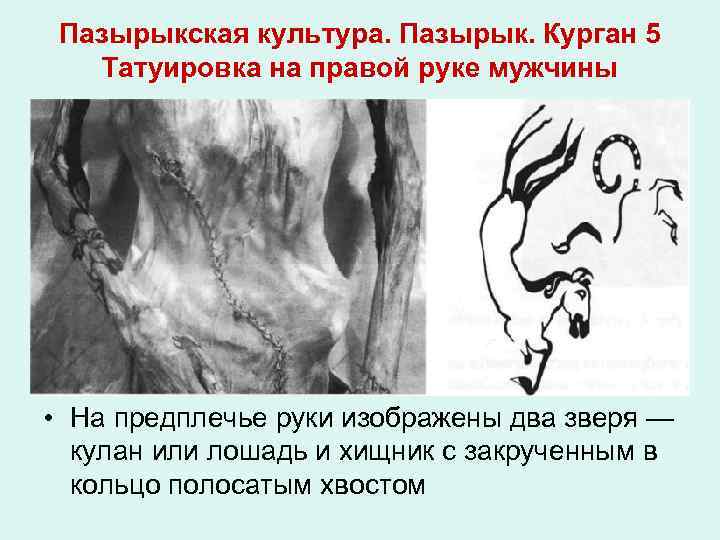 Пазырыкская культура. Пазырык. Курган 5 Татуировка на правой руке мужчины • На предплечье руки