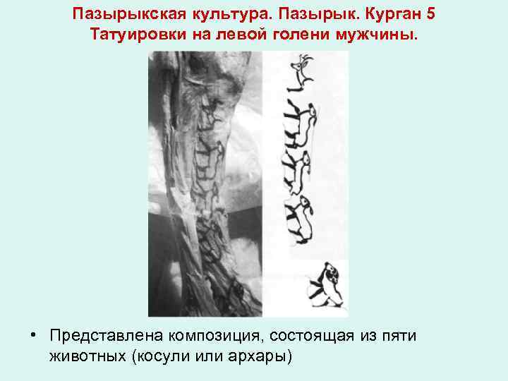 Пазырыкская культура. Пазырык. Курган 5 Татуировки на левой голени мужчины. • Представлена композиция, состоящая