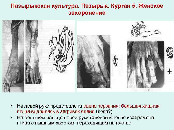 Пазырыкская культура. Пазырык. Курган 5. Женское захоронение • На левой руке представлена сцена терзания: