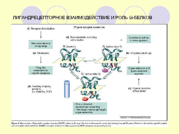 ЛИГАНДРЕЦЕПТОРНОЕ ВЗАИМОДЕЙСТВИЕ И РОЛЬ G-БЕЛКОВ 