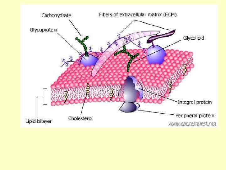 9 -октадеценовая кислота Олеиновая кислота tпл. 16° 