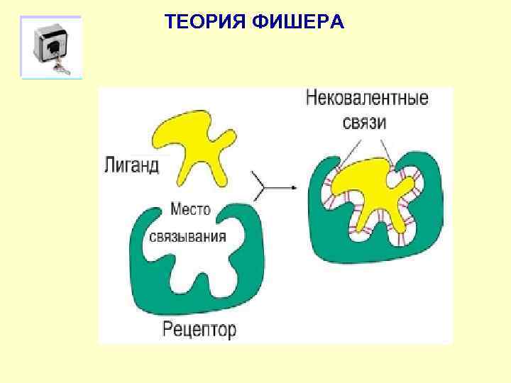 ТЕОРИЯ ФИШЕРА 
