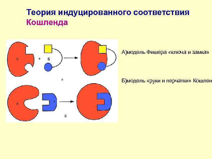 Теория индуцированного соответствия Кошленда А)модель Фишера «ключа и замка» Б)модель «руки и перчатки» Кошлен