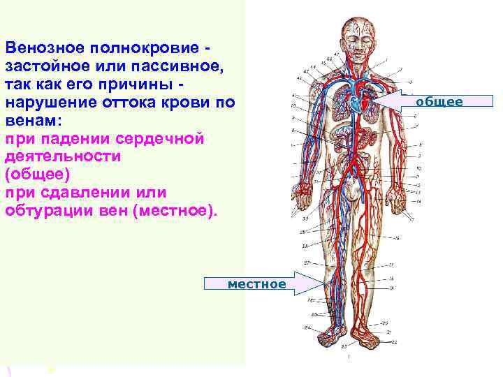 Хроническое венозное полнокровие печени микропрепарат рисунок