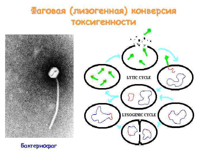 Фаговая (лизогенная) конверсия токсигенности Бактериофаг 