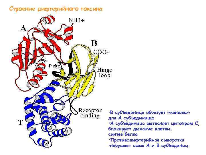 Строение дифтерийного токсина • В субъединица образует «каналы» для А субъединицы • А субъединица
