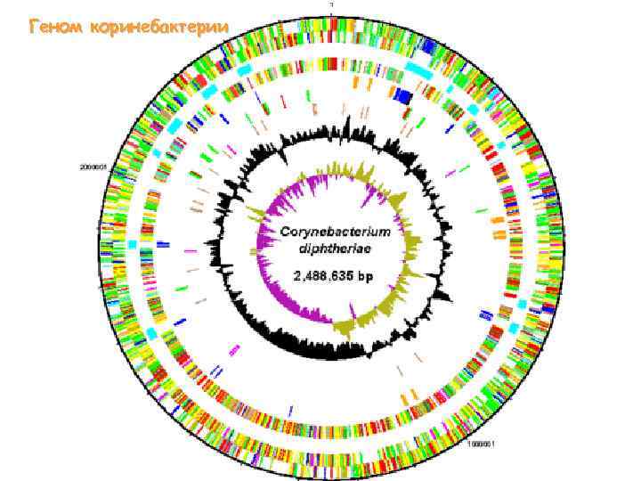 Геном коринебактерии 