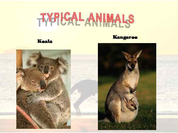 Koala Kangaroo 