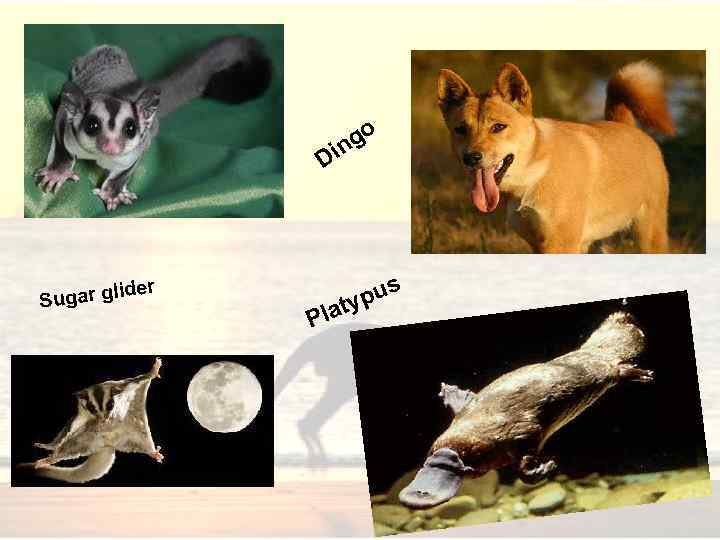 go n Di der li Sugar g Pla pus ty 