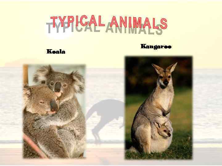 Koala Kangaroo 
