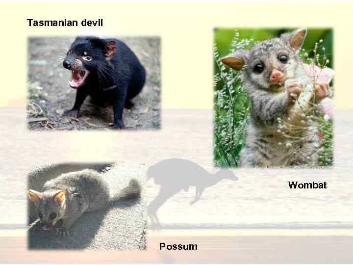 Tasmanian devil Wombat Possum 
