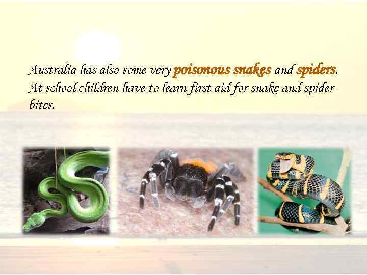 Australia has also some very poisonous snakes and spiders. At school children have to