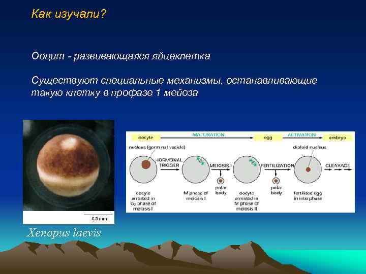 Как изучали? Ооцит - развивающаяся яйцеклетка Существуют специальные механизмы, останавливающие такую клетку в профазе