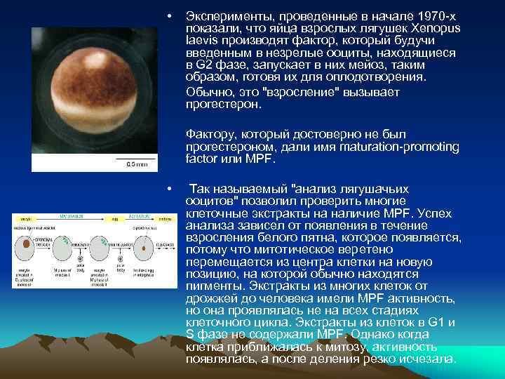  • Эксперименты, проведенные в начале 1970 -х показали, что яйца взрослых лягушек Xenopus