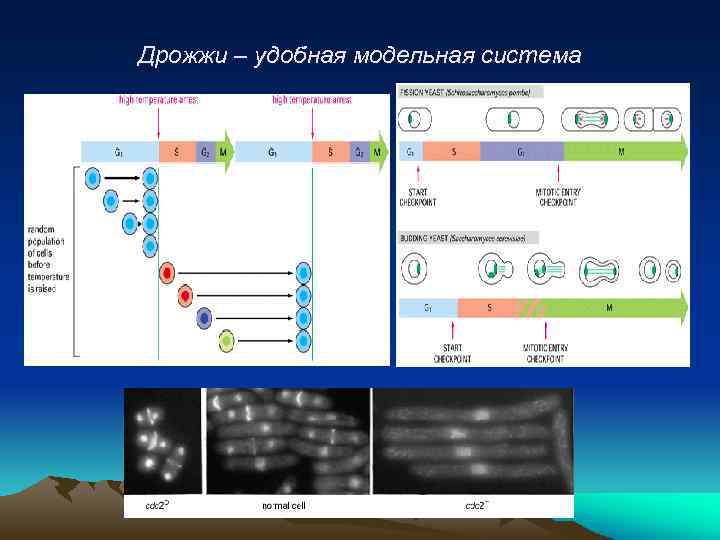 Дрожжи – удобная модельная система 