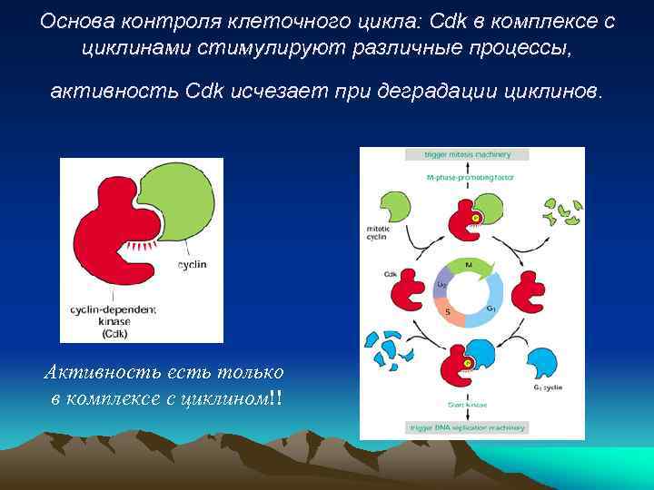 Основа контроля клеточного цикла: Cdk в комплексе с циклинами стимулируют различные процессы, активность Cdk