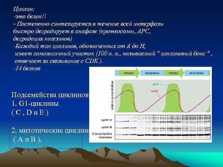Циклин: -это белок!! - Постепенно синтезируется в течение всей интерфазы быстро деградирует в анафазе
