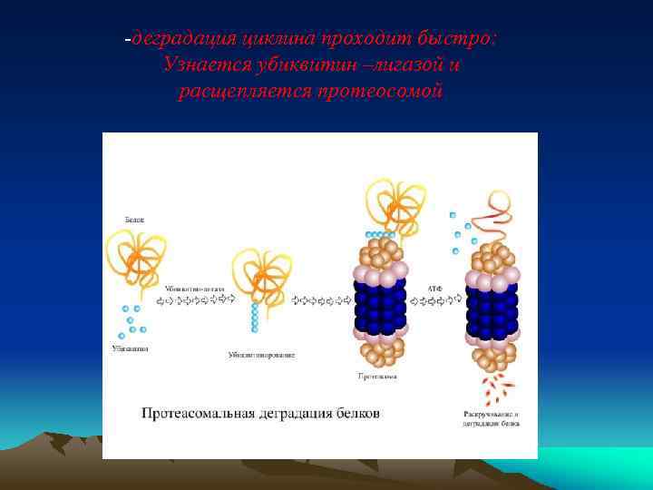 -деградация циклина проходит быстро: Узнается убиквитин –лигазой и расщепляется протеосомой 