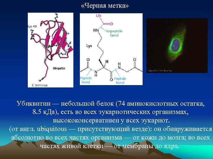  «Черная метка» Убиквитин — небольшой белок (74 аминокислотных остатка, 8. 5 к. Да),