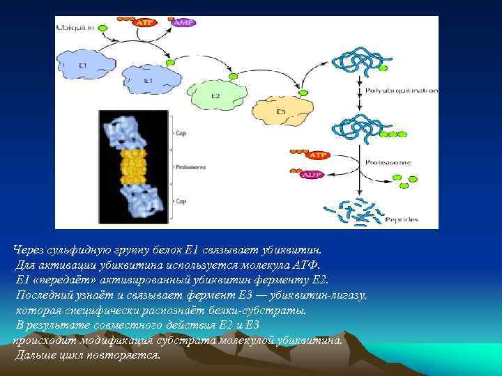 Через сульфидную группу белок Е 1 связывает убиквитин. Для активации убиквитина используется молекула АТФ.