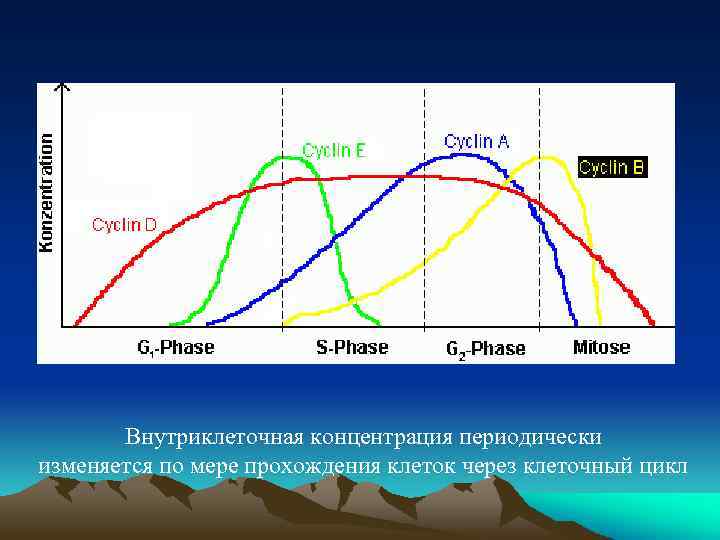 Внутриклеточная концентрация периодически изменяется по мере прохождения клеток через клеточный цикл 