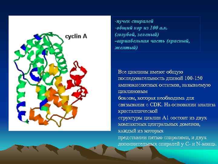 -пучек спиралей -общий кор из 100 а. к. (голубой, зеленый) -вариабельная часть (красный, желтый)