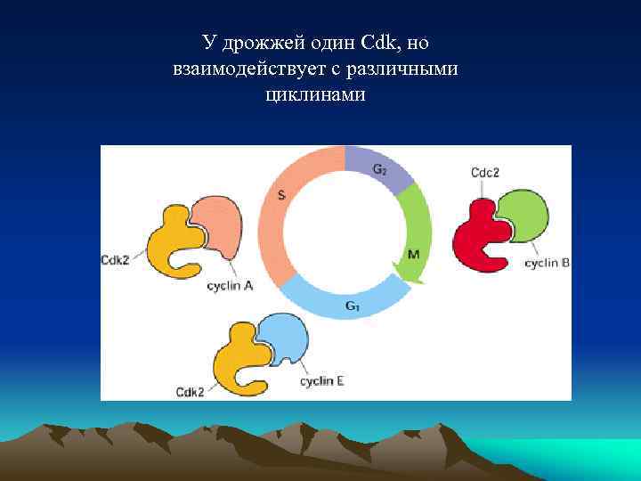 У дрожжей один Cdk, но взаимодействует с различными циклинами 