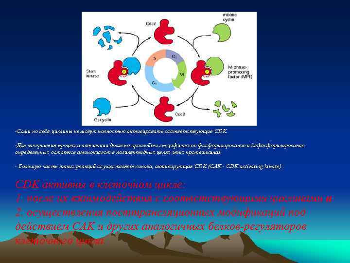 -Сами по себе циклины не могут полностью активировать соответствующие CDK. -Для завершения процесса активации