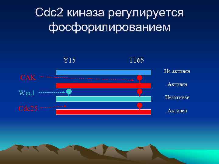 Cdc 2 киназа регулируется фосфорилированием Y 15 CAK Wee 1 Cdc 25 T 165
