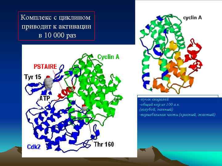 Комплекс с циклином приводит к активации в 10 000 раз -пучек спиралей -общий кор