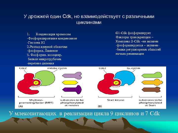 У дрожжей один Cdk, но взаимодействует с различными циклинами 1. Конденсация хромосом -Фосфорилирование конденсинов