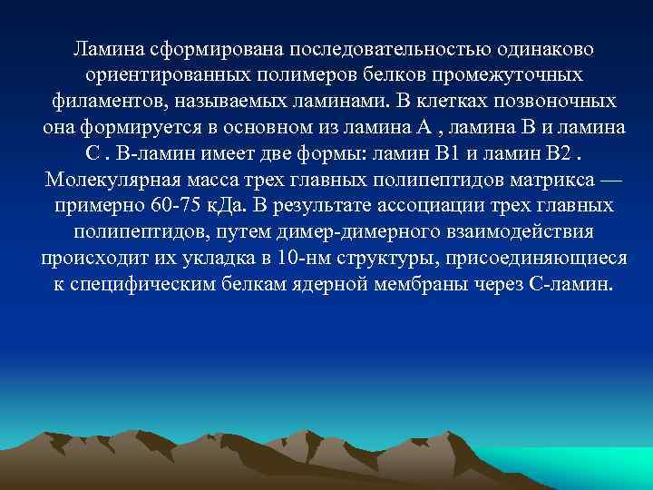 Ламина сформирована последовательностью одинаково ориентированных полимеров белков промежуточных филаментов, называемых ламинами. В клетках позвоночных