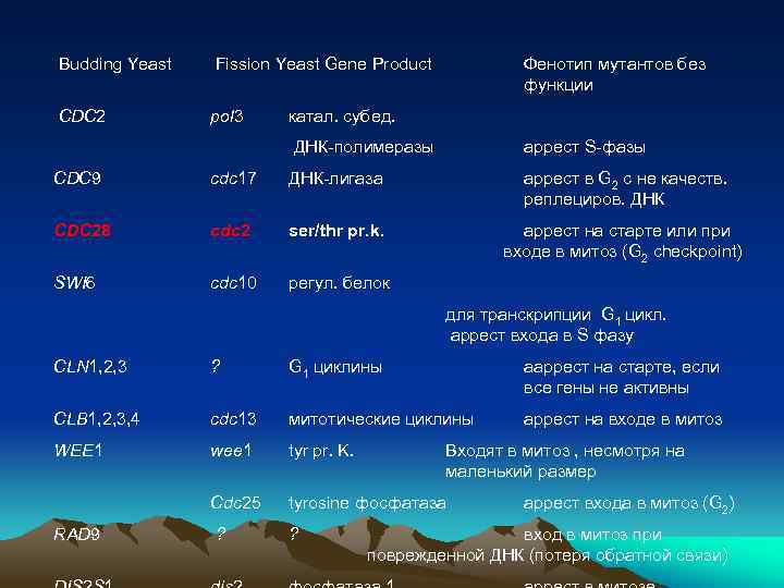  Budding Yeast Fission Yeast Gene Product CDC 2 pol 3 Фенотип мутантов без