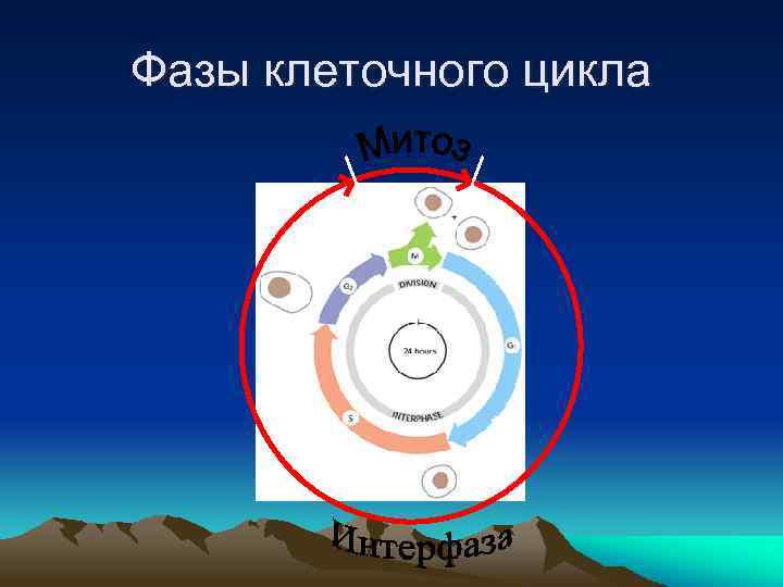 Фазы клеточного цикла G 0 старт 