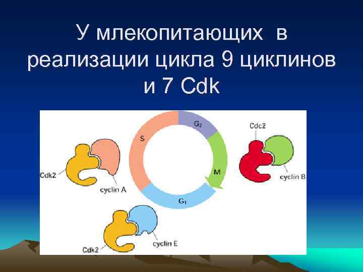 У млекопитающих в реализации цикла 9 циклинов и 7 Cdk 