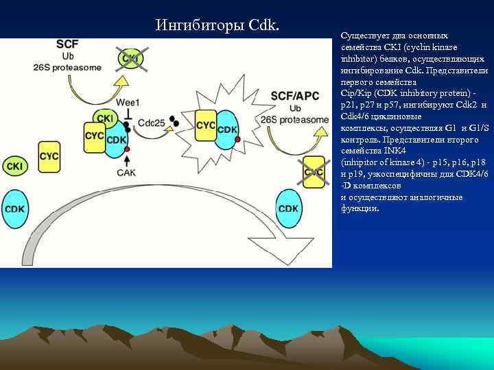 Ингибиторы Cdk. Существует два основных семейства CKI (cyclin kinase inhibitor) белков, осуществляющих ингибирование Cdk.