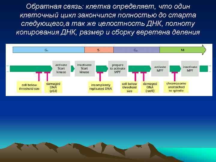 Обратная связь: клетка определяет, что один клеточный цикл закончился полностью до старта следующего, а