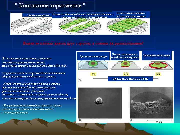 " Контактное торможение " Удалили ряд клеток Клетки на границе свободного пространства расширились, Слой