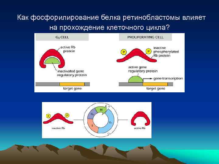  Как фосфорилирование белка ретинобластомы влияет на прохождение клеточного цикла? 