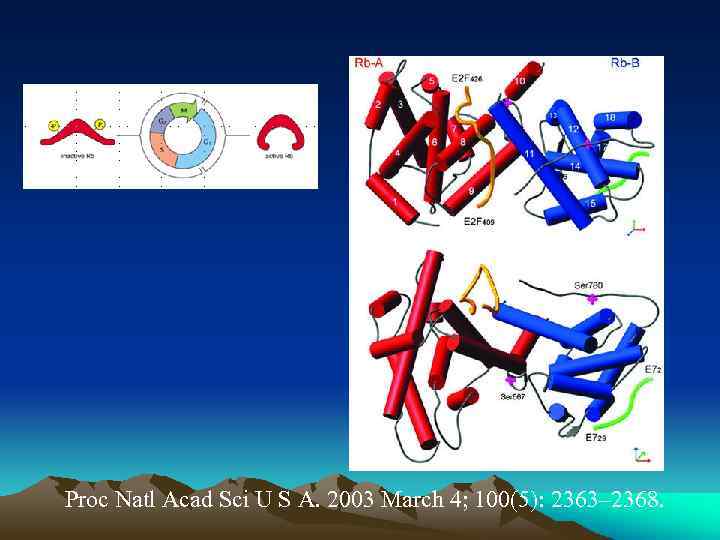 Proc Natl Acad Sci U S A. 2003 March 4; 100(5): 2363– 2368. 
