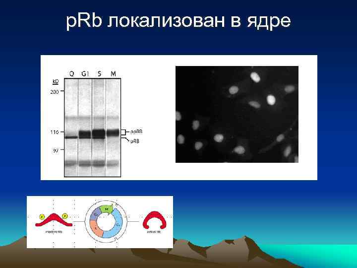 p. Rb локализован в ядре 